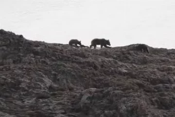 Aç kalan ayılar yayla evlerini alt üst etti