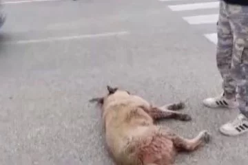 Ambulansın çarptığı sokak köpeği için seferber oldular