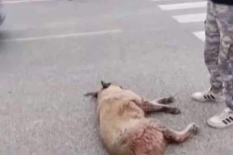 Ambulansın çarptığı sokak köpeği için seferber oldular
