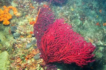 Ayvalık'ın kırmızı mercanlarının nesli tehlike altında