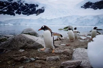 Bilim dünyası endişeli! Antarktika'da ilk kuş gribi vakası görüldü