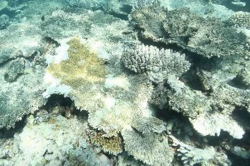 Bilim insanları resifleri yeniden canlandırmaya çalışıyor