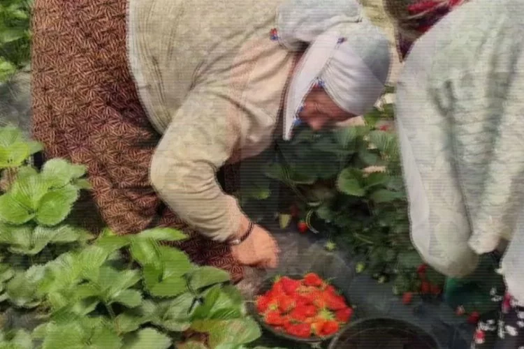 Bursa'da çilek köyünde hasat başladı