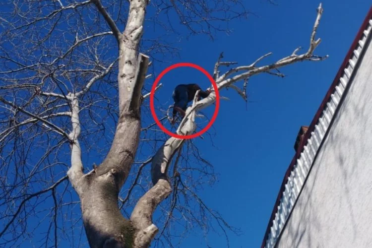 Bursa'da polisten kaçmak için maymun gibi ağaca tırmandı