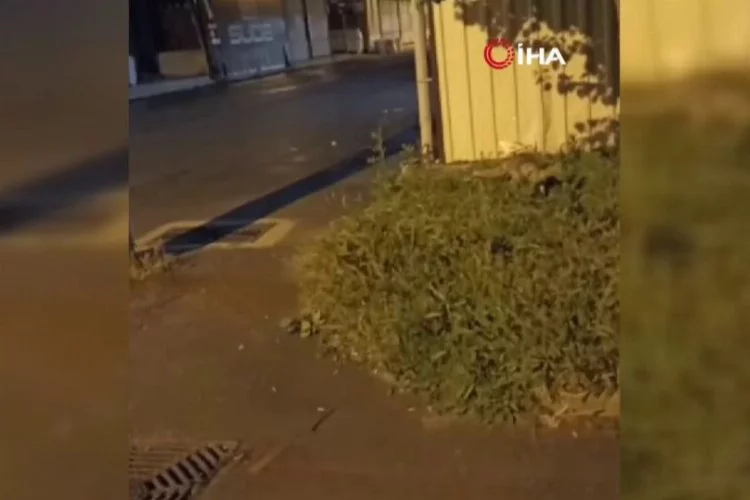 Bursa'da sokakta gezen tilki kameraya yansıdı