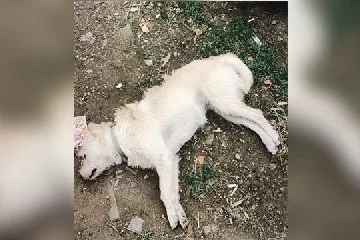 Çanakkale'de zehirlenen 14 köpek telef oldu!