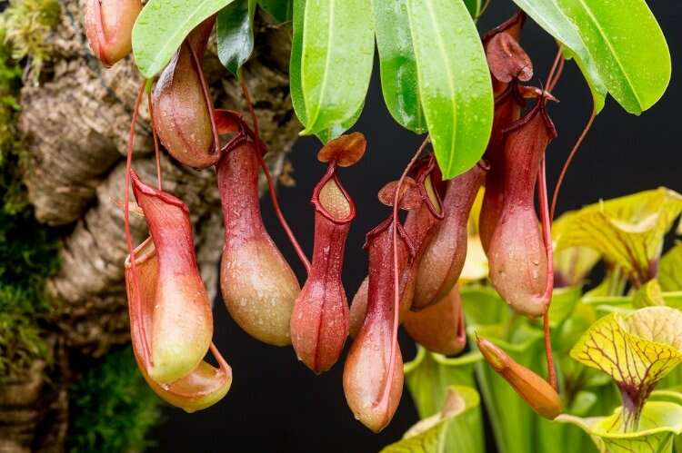 Attenborough sürahi bitkisi (Nepenthes Attenboroughi)