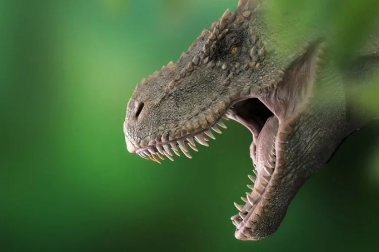 En ölümcül dinozorlardan biri! T-rex hakkında şaşırtıcı gerçek