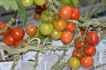 Jeotermal serada yetiştirilen domatese talep artıyor