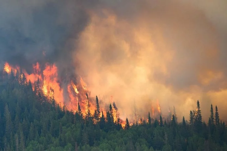 Kanada’da orman yangını!