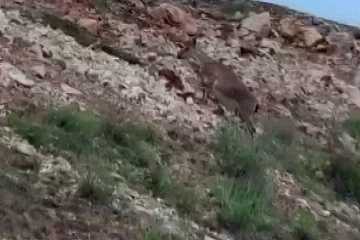 Malatya'da yaban keçileri görüntülendi