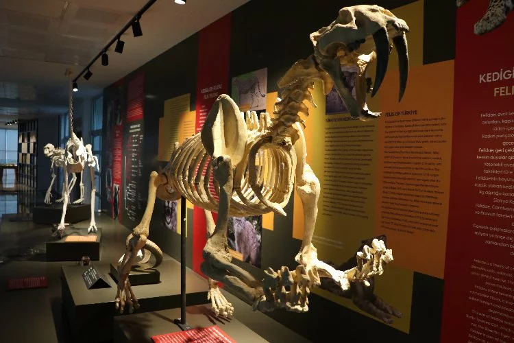 Milyonlarca yıllık fosillerin sergilendiği Biyoçeşitlilik Bilim Müzesi