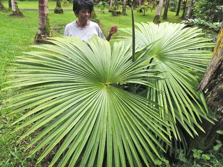 İntihar palmiyesi (Tahina spectabilis)