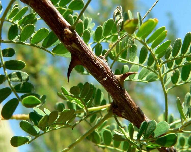Acacia anegadensis
