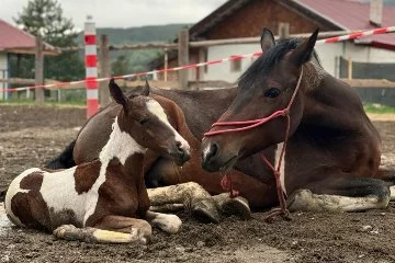 Pony cinsi atın doğum anı görüntülendi