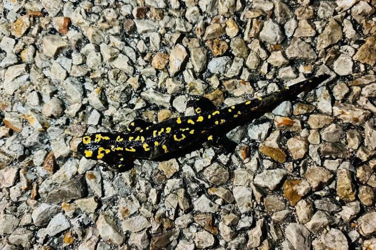 Şırnak'ta nesli tehdit altında olan "sarı benekli semender" görüldü