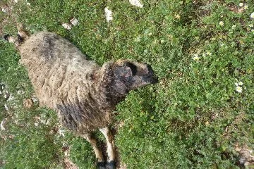 Sürüye saldıran kurt, çok sayıda koyunu telef etti