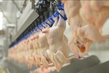 Tavuk eti üretimi yıllık bazda arttı