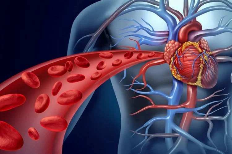 Türkiye'de her yıl ölen 460 bin kişinin yüzde 37’si kalp damar hastalığından hayatını kaybediyor